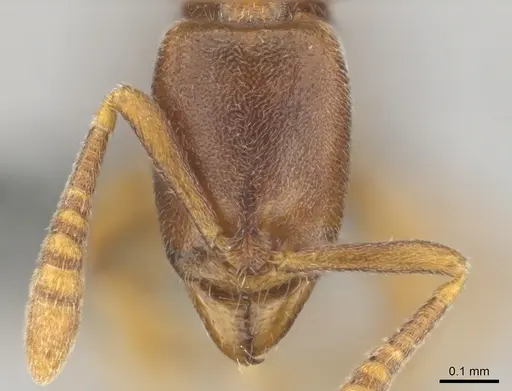 Hypoponera defessa specimen CASENT0815776 image casent0815776_2
