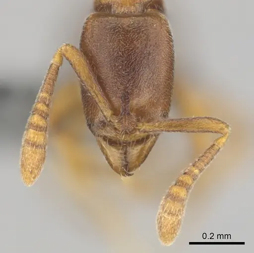 Hypoponera defessa specimen CASENT0815776 image casent0815776_3