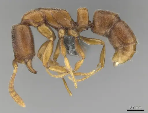 Hypoponera defessa specimen CASENT0815776 image casent0815776_4