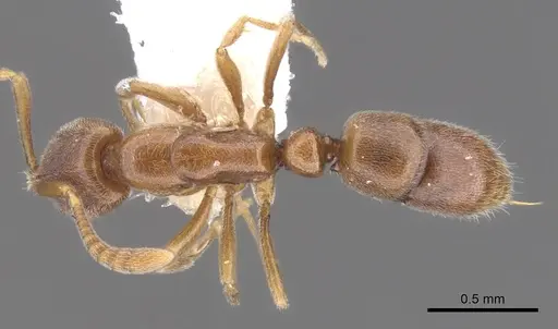 Hypoponera defessa specimen CASENT0902550 image casent0902550_1