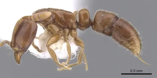 Hypoponera defessa specimen CASENT0902550 image casent0902550_3