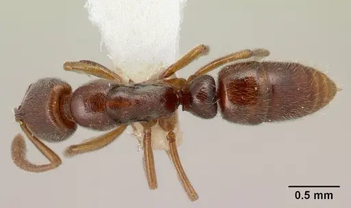 Hypoponera dema specimen CASENT0226546 image casent0226546_1