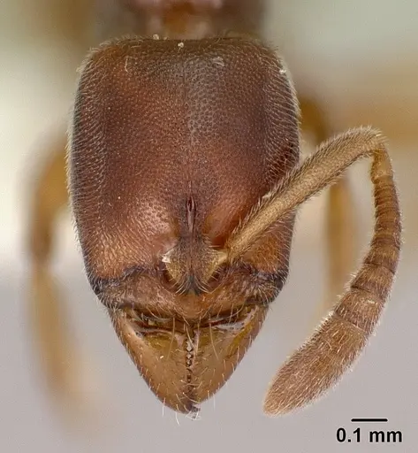 Hypoponera dema specimen CASENT0226546 image casent0226546_2