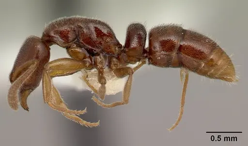 Hypoponera dema specimen CASENT0226546 image casent0226546_3