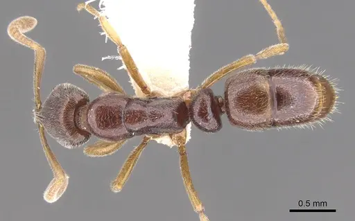 Hypoponera dema specimen CASENT0902555 image casent0902555_1