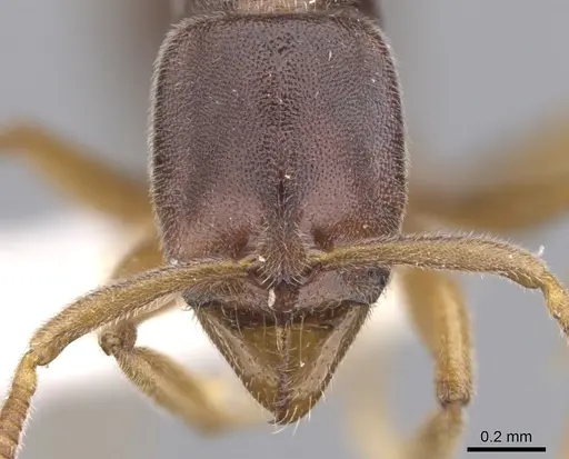 Hypoponera dema specimen CASENT0902555 image casent0902555_2