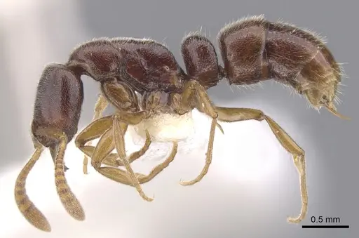 Hypoponera dema specimen CASENT0902555 image casent0902555_3