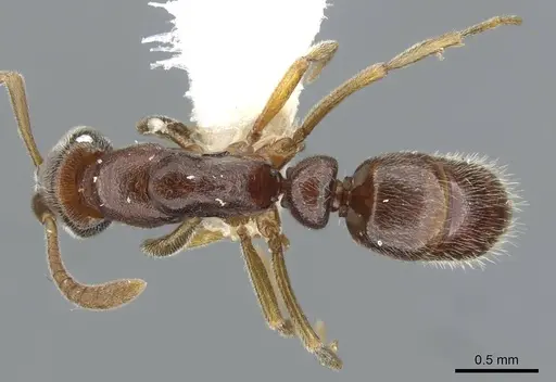 Hypoponera dema specimen CASENT0911172 image casent0911172_1
