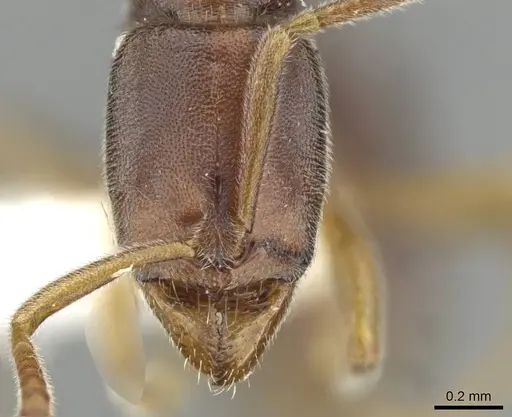 Hypoponera dema specimen CASENT0911172 image casent0911172_2