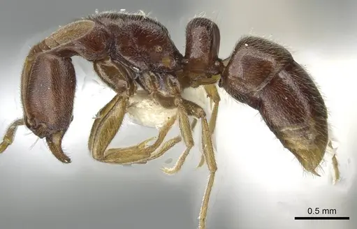 Hypoponera dema specimen CASENT0911172 image casent0911172_3