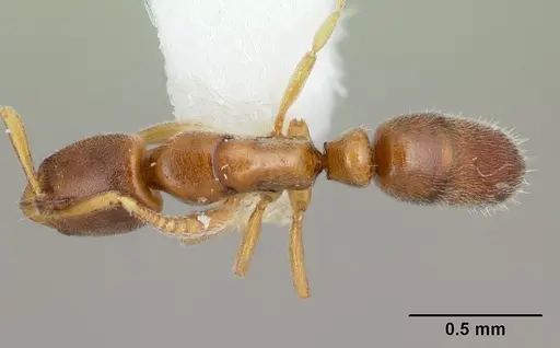 Hypoponera dis specimen CASENT0192394 image casent0192394_1