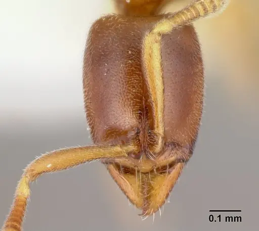 Hypoponera dis specimen CASENT0192394 image casent0192394_2