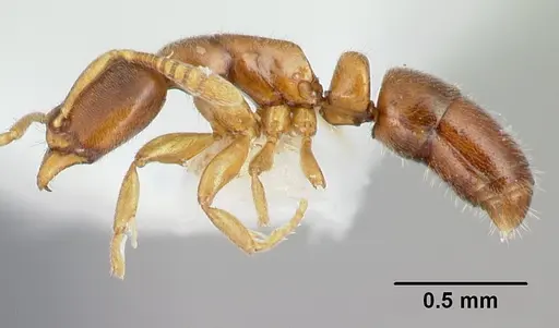 Hypoponera dis specimen CASENT0192394 image casent0192394_3