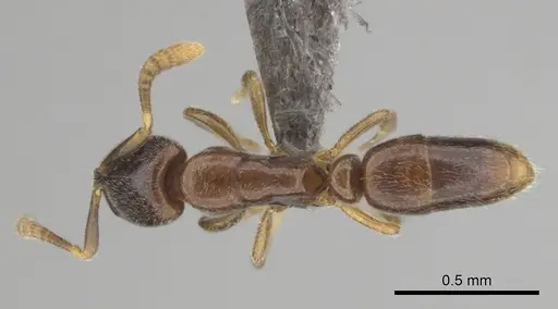 Hypoponera dis specimen CASENT0250740 image casent0250740_1