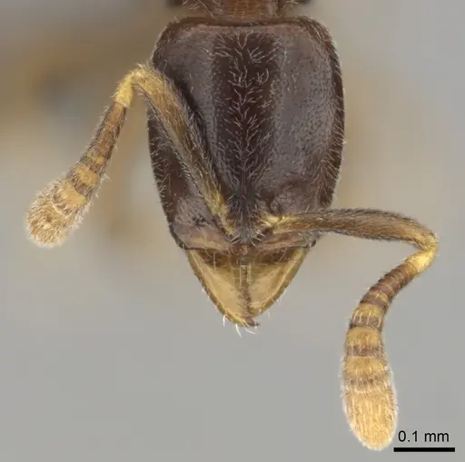 Hypoponera dis specimen CASENT0250740 image casent0250740_3
