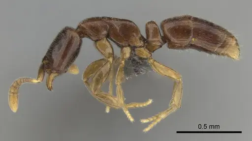 Hypoponera dis specimen CASENT0250740 image casent0250740_4