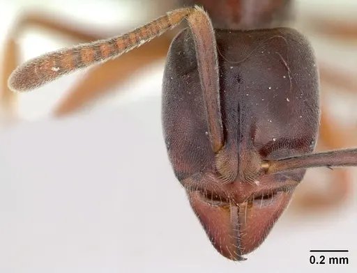 Hypoponera distinguenda specimen CASENT0173712 image casent0173712_2