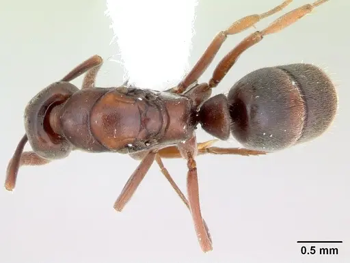 Hypoponera distinguenda specimen CASENT0173713 image casent0173713_1