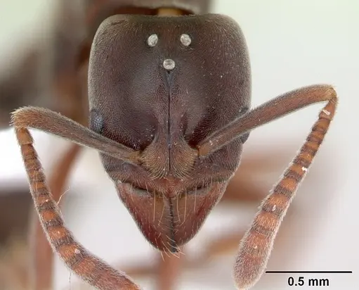 Hypoponera distinguenda specimen CASENT0173713 image casent0173713_2