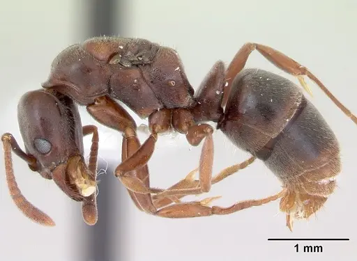 Hypoponera distinguenda specimen CASENT0173713 image casent0173713_3