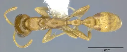 Hypoponera distinguenda specimen CASENT0246289 image casent0246289_1