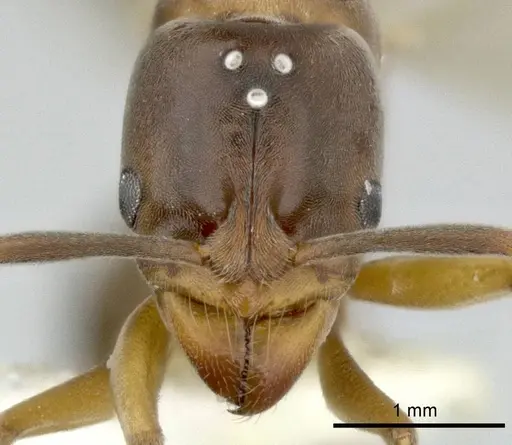 Hypoponera distinguenda specimen CASENT0246289 image casent0246289_2