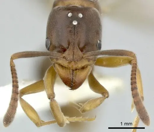 Hypoponera distinguenda specimen CASENT0246289 image casent0246289_3
