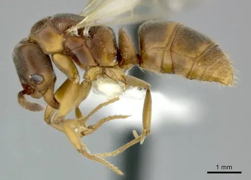 Hypoponera distinguenda specimen CASENT0246289 image casent0246289_4