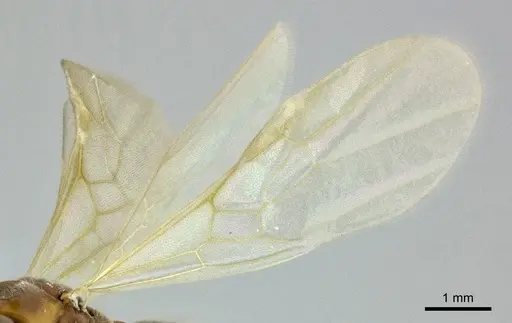 Hypoponera distinguenda specimen CASENT0246289 image casent0246289_5