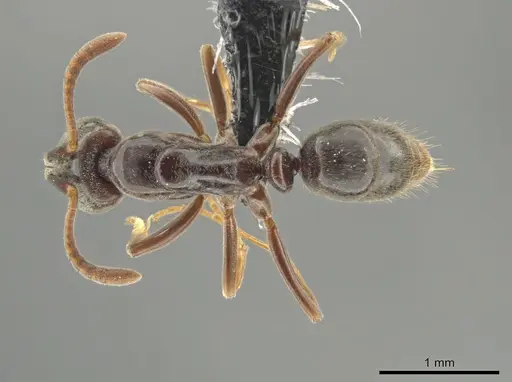 Hypoponera distinguenda specimen CASENT0649079 image casent0649079_1