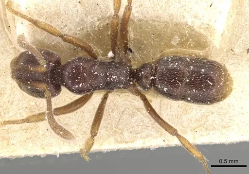 Hypoponera distinguenda specimen CASENT0915193 image casent0915193_1