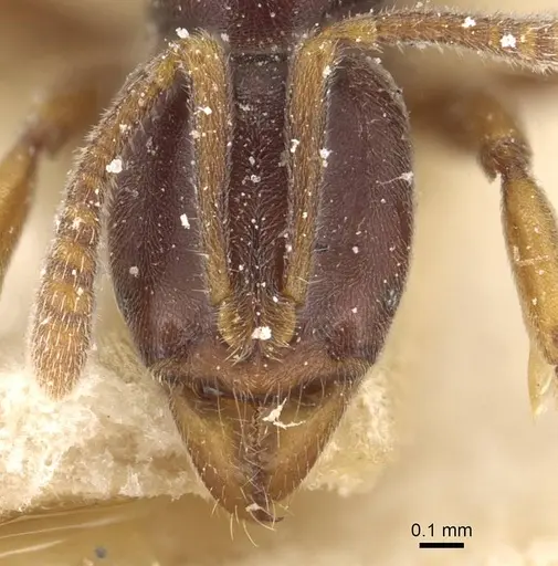 Hypoponera distinguenda specimen CASENT0915193 image casent0915193_2