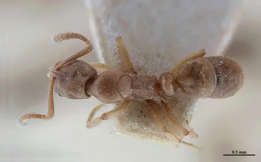 Hypoponera distinguenda specimen MHNGENTO00094399 image mhngento00094399_1