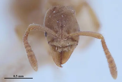 Hypoponera distinguenda specimen MHNGENTO00094399 image mhngento00094399_2