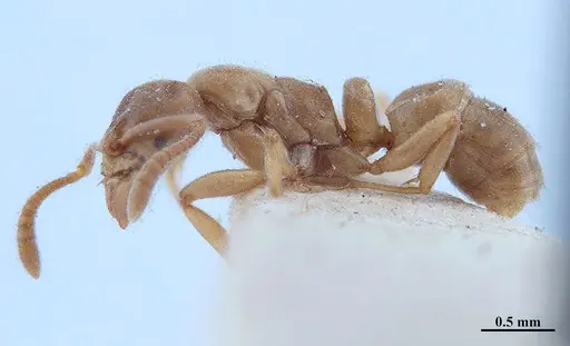 Hypoponera distinguenda specimen MHNGENTO00094399 image mhngento00094399_3