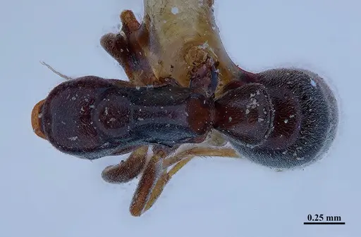 Hypoponera distinguenda specimen MHNGENTO00094400 image mhngento00094400_1