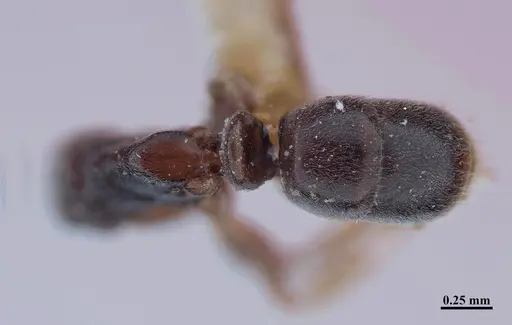 Hypoponera distinguenda specimen MHNGENTO00094400 image mhngento00094400_2