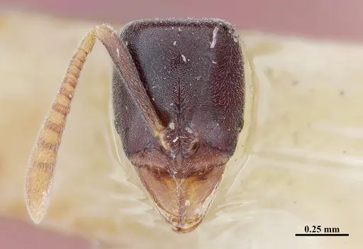Hypoponera distinguenda specimen MHNGENTO00094400 image mhngento00094400_3