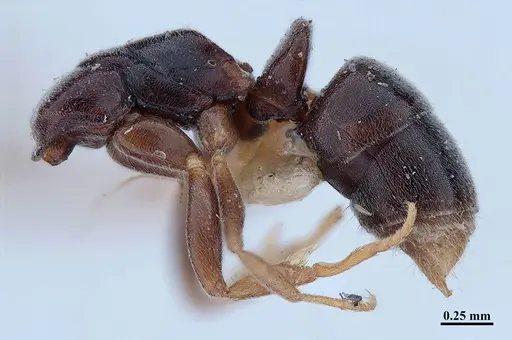 Hypoponera distinguenda specimen MHNGENTO00094400 image mhngento00094400_4