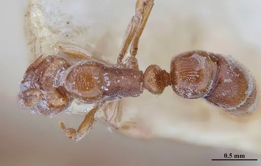 Hypoponera distinguenda specimen MHNGENTO00094410 image mhngento00094410_1