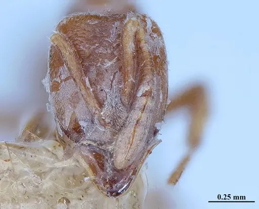 Hypoponera distinguenda specimen MHNGENTO00094410 image mhngento00094410_2