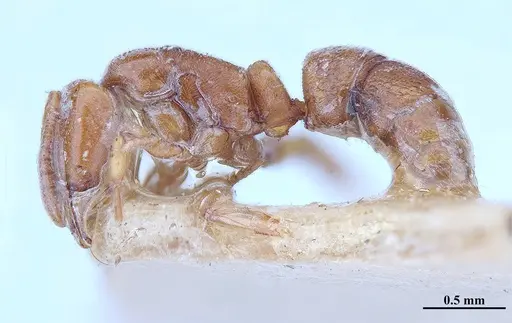 Hypoponera distinguenda specimen MHNGENTO00094410 image mhngento00094410_3