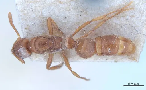 Hypoponera distinguenda specimen MHNGENTO00094412 image mhngento00094412_1