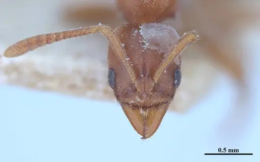 Hypoponera distinguenda specimen MHNGENTO00094412 image mhngento00094412_2
