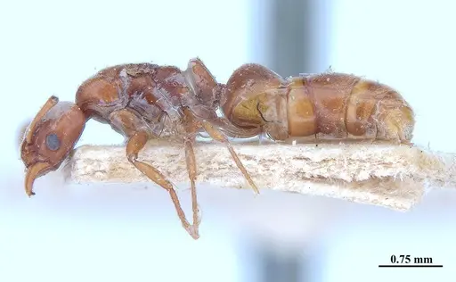 Hypoponera distinguenda specimen MHNGENTO00094412 image mhngento00094412_3