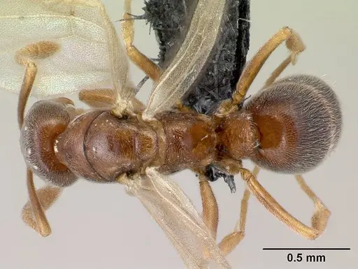 Hypoponera dulcis specimen CASENT0093977 image casent0093977_1