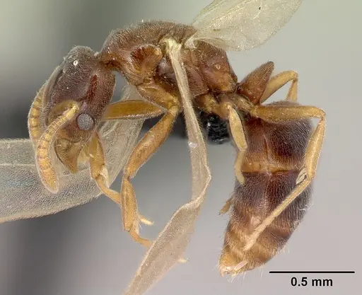 Hypoponera dulcis specimen CASENT0093977 image casent0093977_3