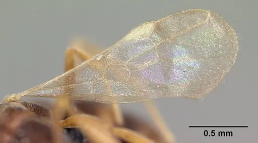 Hypoponera dulcis specimen CASENT0093977 image casent0093977_4