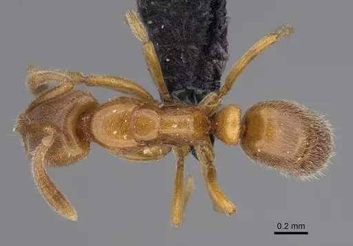 Hypoponera dulcis specimen CASENT0128475 image casent0128475_1