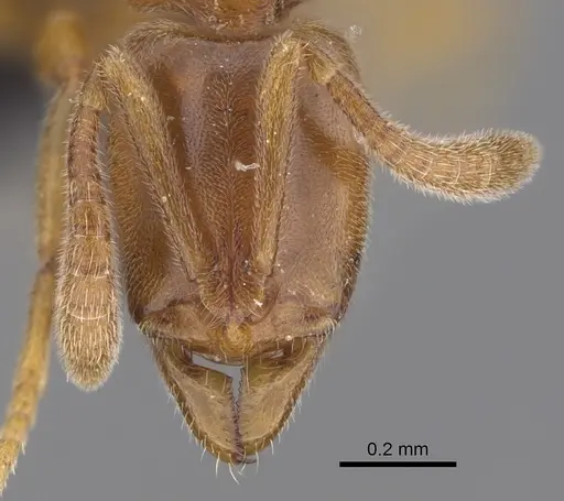 Hypoponera dulcis specimen CASENT0128475 image casent0128475_2